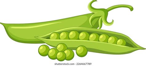 Green Peas Pod Illustration Stock Vector Royalty Free 2264667789