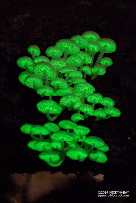 Bioluminescent Mushrooms In Singapore Glow In The Dark Like A Little