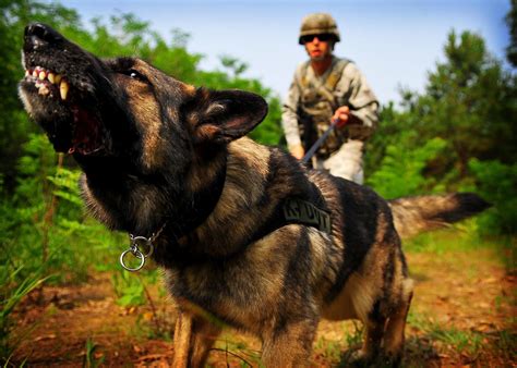 Pin By Larry On German Shepherd Army Dogs Military Dogs Military