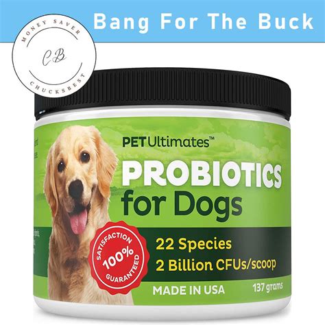 Best Probiotic For Dogs 3 Probiotics You Should Consider For Your Pet