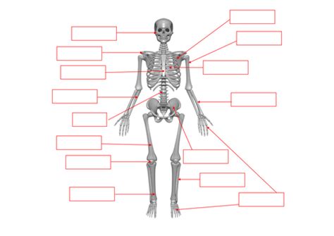 Skeleton Bones Labelling Worksheet By Benmarshall939 Teaching