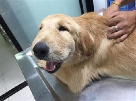 Mi PERRO tiene la CARA HINCHADA Por qué y Qué hago