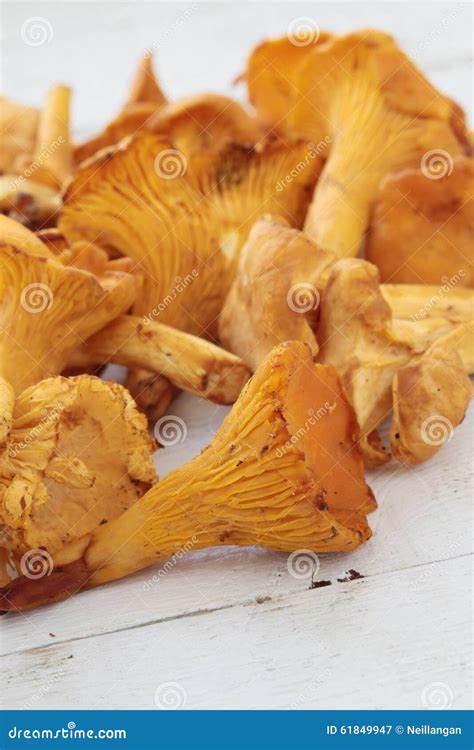 Wild Chanterelle Mushrooms Stock Image Image Of Eating 61849947