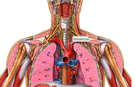 Superior And Inferior Vena Cava