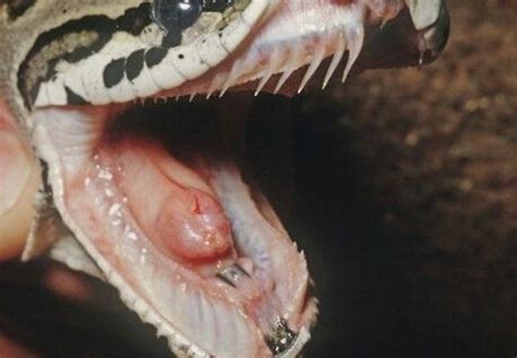 Ball Python Bite 2 Reasons Why It Happens How It Feels