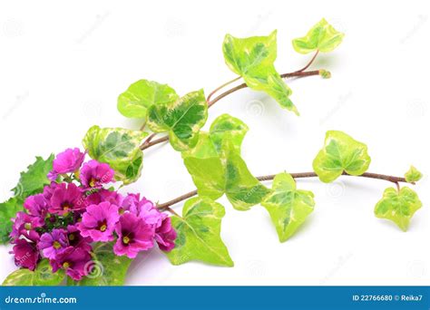 Primrose And Ivy Stock Photo Image Of Branch Petal 22766680