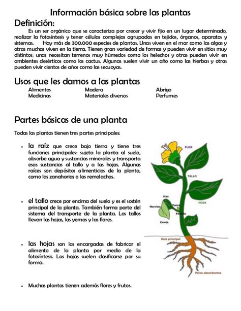 Plantas De Jardin Informacion Sobre Plantas