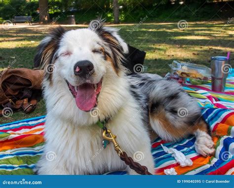 Australian Shepherd Dog With A Huge Smile Laying On A Blanket In The