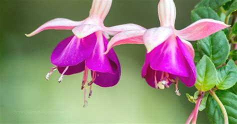 Bunga matahari saat ini menjadi bunga nasional negara ukraina dan negara bagian kansas, amerika serikat. Ciri Ciri Pohon Bunga Fuchsia / Anting India / Lampion ...