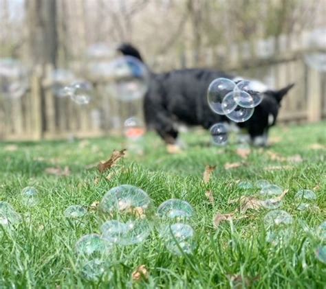 How To Make Dog Safe Bubbles The 3 Best Homemade Dog Bubble Recipes