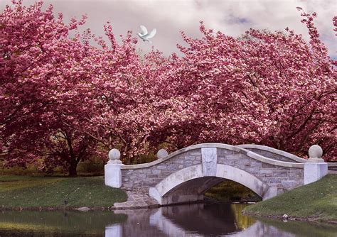 Pink Flowering Trees Over Bridge Ultra Spring Bridge Hd Wallpaper Pxfuel