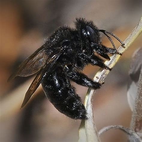 Black Carpenter Bee Xylocopa Tabaniformis Bugguidenet Carpenter