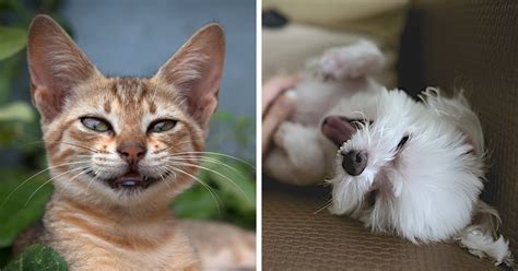 10 Cute And Funny Cats And Dogs To Make You Smile
