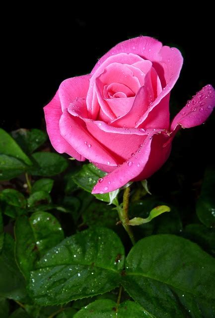 Rose Pink Bud Free Photo On Pixabay Pixabay