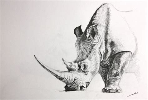 Dessin Rhinoceros On Behance Pencil Drawings Of Animals Rhino Art