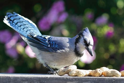 Bluebird Vs Blue Jay How To Tell The Difference Birds And Blooms