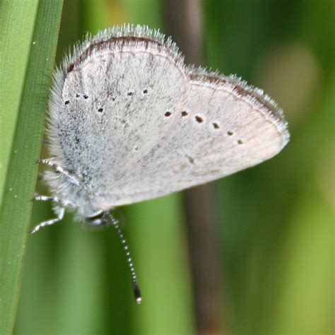 Small Blue Butterfly Cupido Minimus © Anne Burgess Geograph