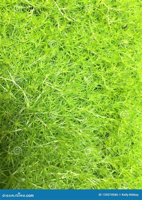 Birdseye View Of Bright Green Decorative Grass Stock Photo Image Of