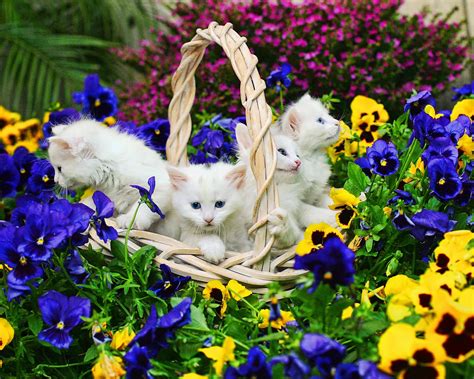 Basket Full Of Kittens