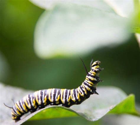 Got Milkweed Monarchs Still Need Your Help David Suzuki Foundation