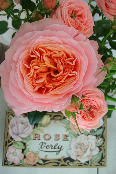 rosa-loves-me-tender-and-with-heart-and-soul-roses-forever