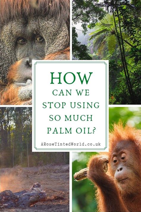 Malaysia's will mostly use the. How Can We Stop Using So Much Palm Oil? | Palm oil free ...