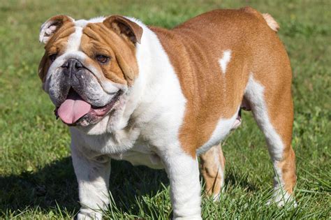 49 How Much Are English Bulldog Image Bleumoonproductions
