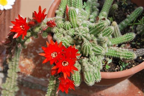Diferentes cactus y agave en macetas. Pin de 🌸FLOR🌸 en CACTUS & SUCULENTAS | Flores, Cactus ...