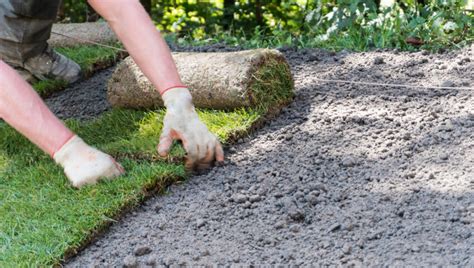 Keep Sod Webworms From Damaging Your Lawn Slug A Bug Pest Control