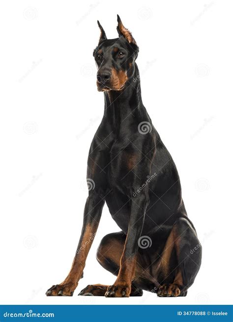 Doberman Pinscher Sitting Isolated Stock Photo Image Of White