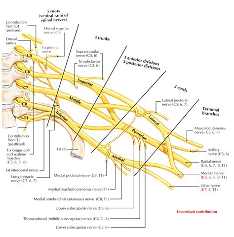 Brachial Plexus Anatomy And Clinical Correlation