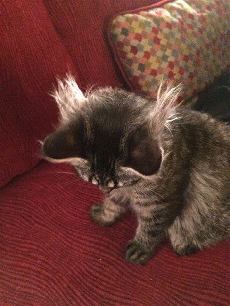 He is 19 to 20 pounds and is big, not very fat. My cat Roarié at four months old. Look at the ear tufts ...