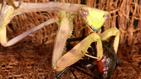 Praying Mantis Capturing And Eating A Black Widow Spider Warning