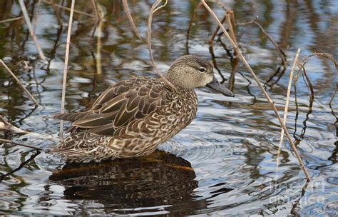 Female Blue Winged Teal Photograph By Kathy Gibbons Fine Art America