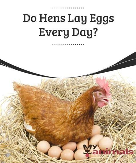 Do Hens Lay Eggs Every Day Some Birds Like Thrushes Will Wait For