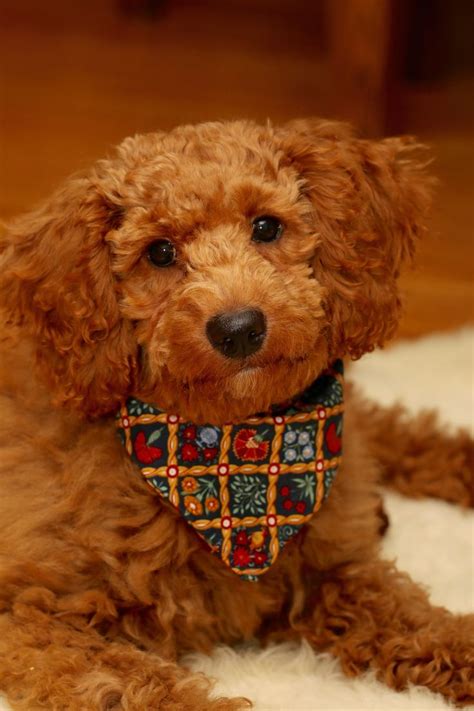 There are three standard golden retriever colors that the american kennel club (akc). Ginger- FB 1 Mini Golden Doodle | Goldendoodle, Puppies, Teddy