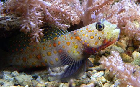 Orange Spot Goby Vs Diamond Goby Similarities And Differences