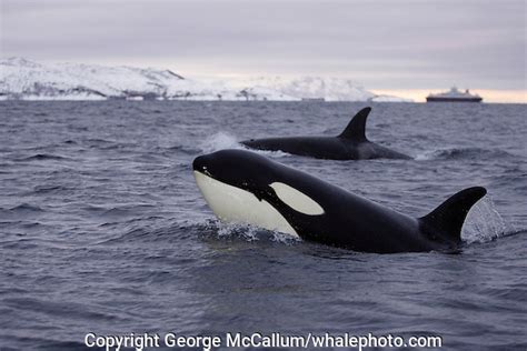 Surfacing Killer Whale Calves George Mccallum Whale And Marine Photography