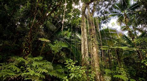El Yunque National Forest In Puerto Rico Expedia