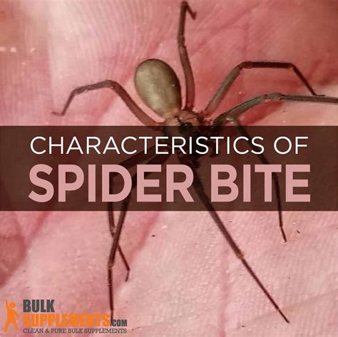 Spider Bite Effective Treatment And Supplements For Spider Bites