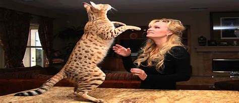 Where do you even find a bengal cat for sale?! how much do savannah cats cost - YouTube