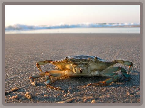 Crab At Huntington Beach State Park Sc This Crab Didnt Li Flickr