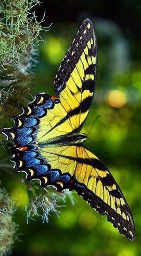 A Yellow And Blue Butterfly Sitting On Top Of A Plant