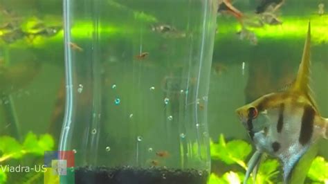 Combine both for an awesome surf and turf dinner! DIY Aquarium # How to make a fry trap for your aquarium ...