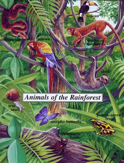 Endangered Animals In The Rainforest