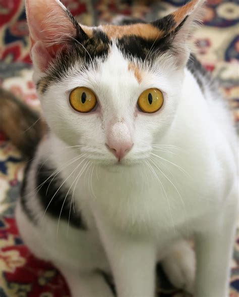 A Close Up Of A Calico Cat Photograph By Derrick Neill