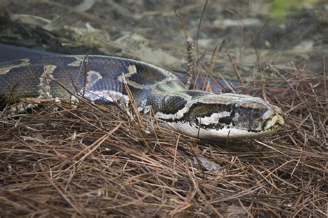 Burmese Python