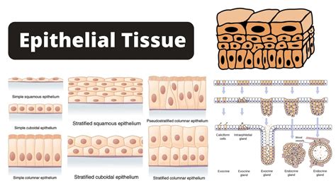 Epithelial Tissue Definition Characteristics Types And Functions