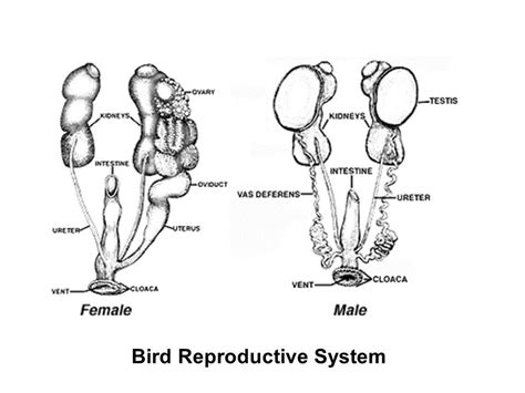 How Birds Mate The Complete Guide Read This First Birding Outdoors