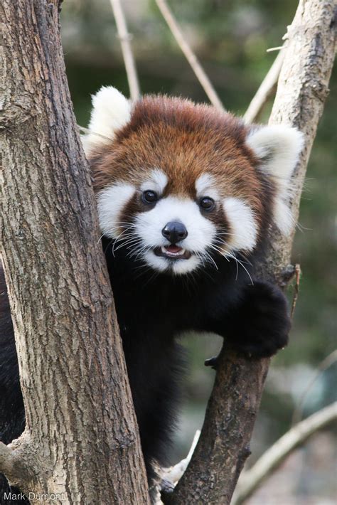International Red Panda Day Zoos Make A Difference For